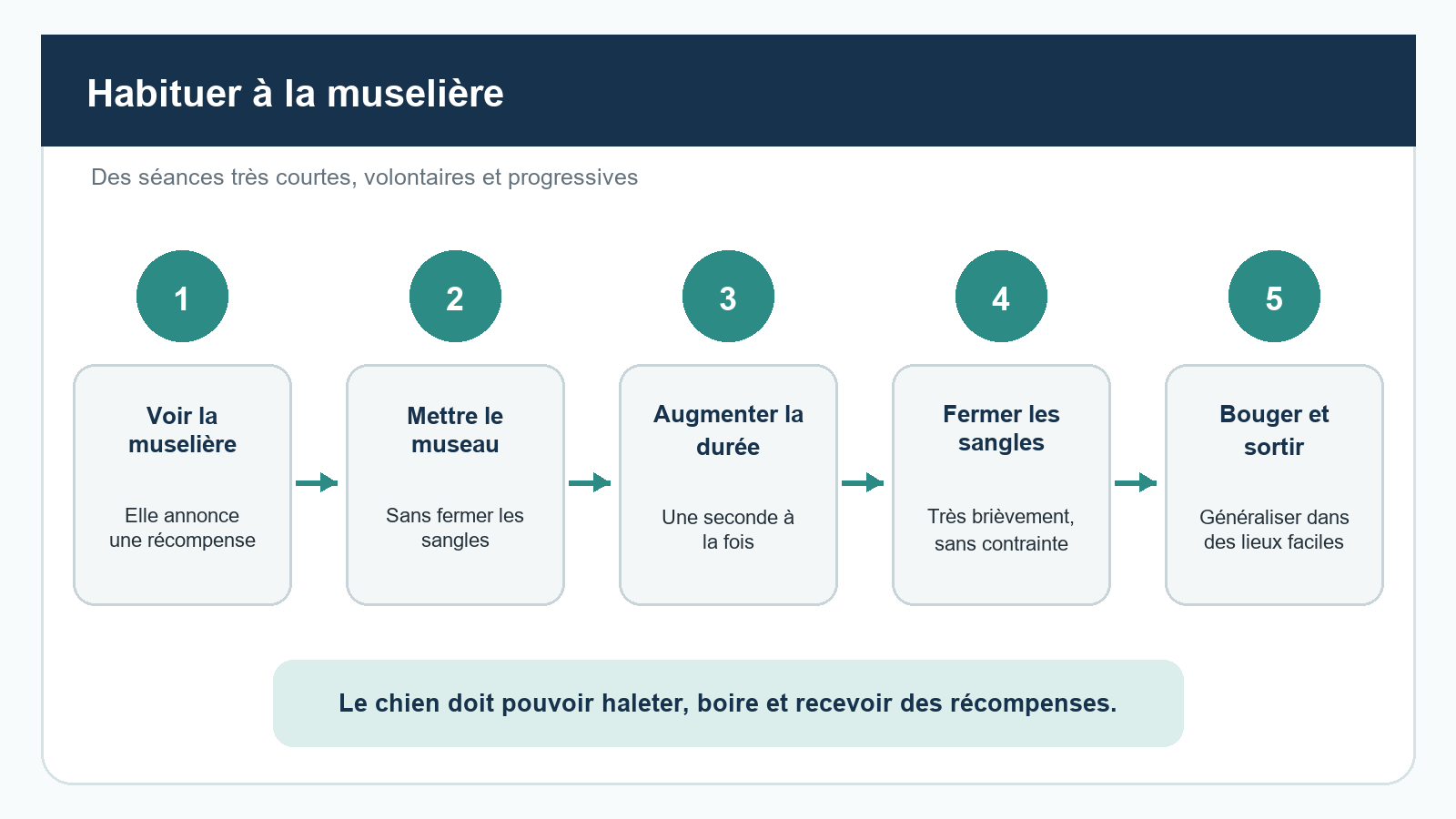 Habituer son chien à la muselière : choisir le bon modèle et avancer progressivement