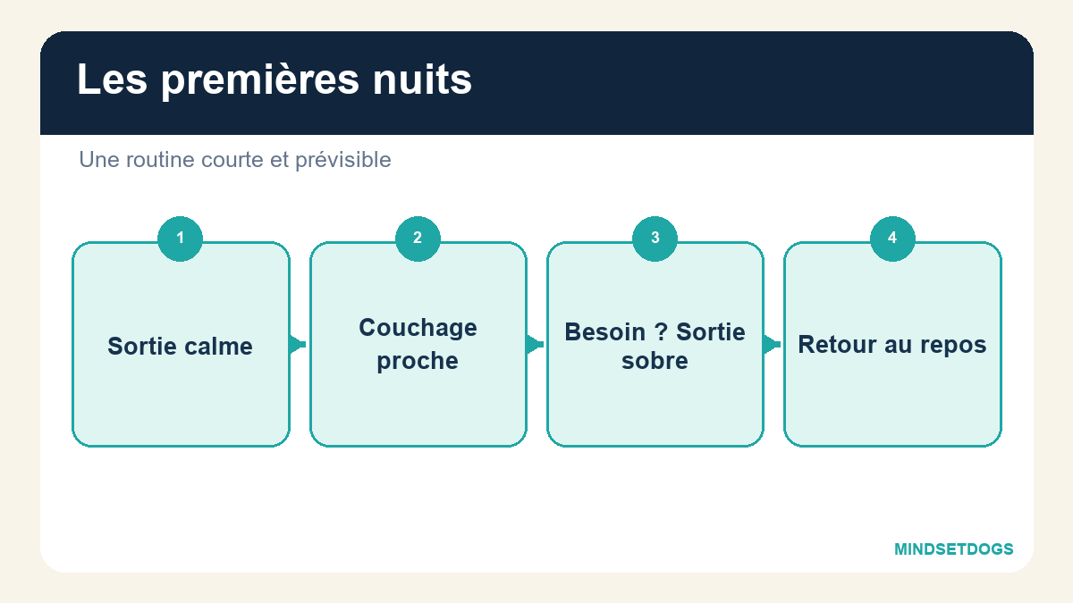 Mon chiot pleure la nuit : comment réagir pendant les premières semaines ?