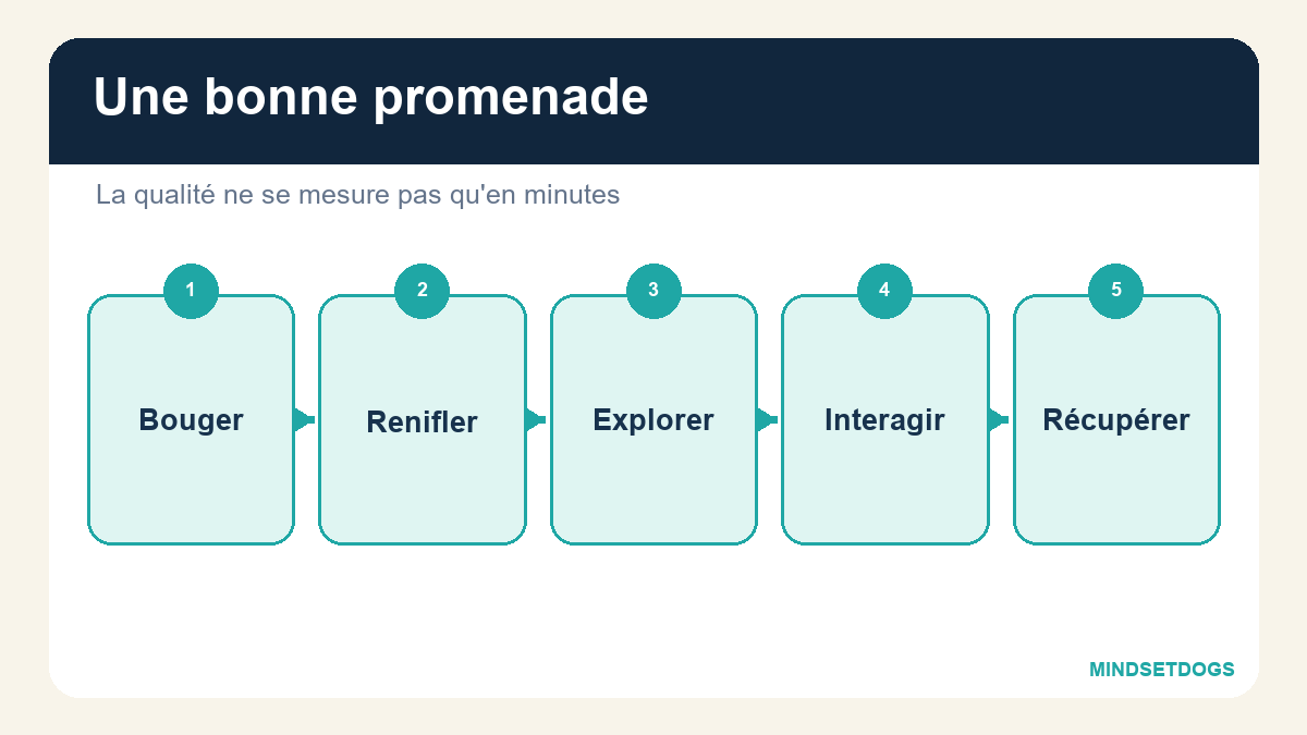Combien de promenades un chien doit-il faire chaque jour ?