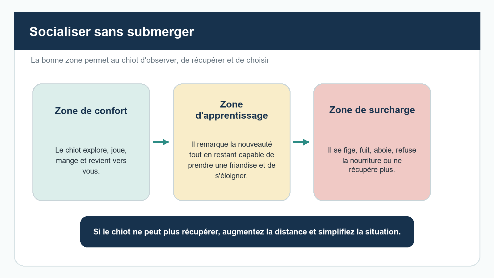 Socialiser son chiot : découvrir le monde sans multiplier les contacts